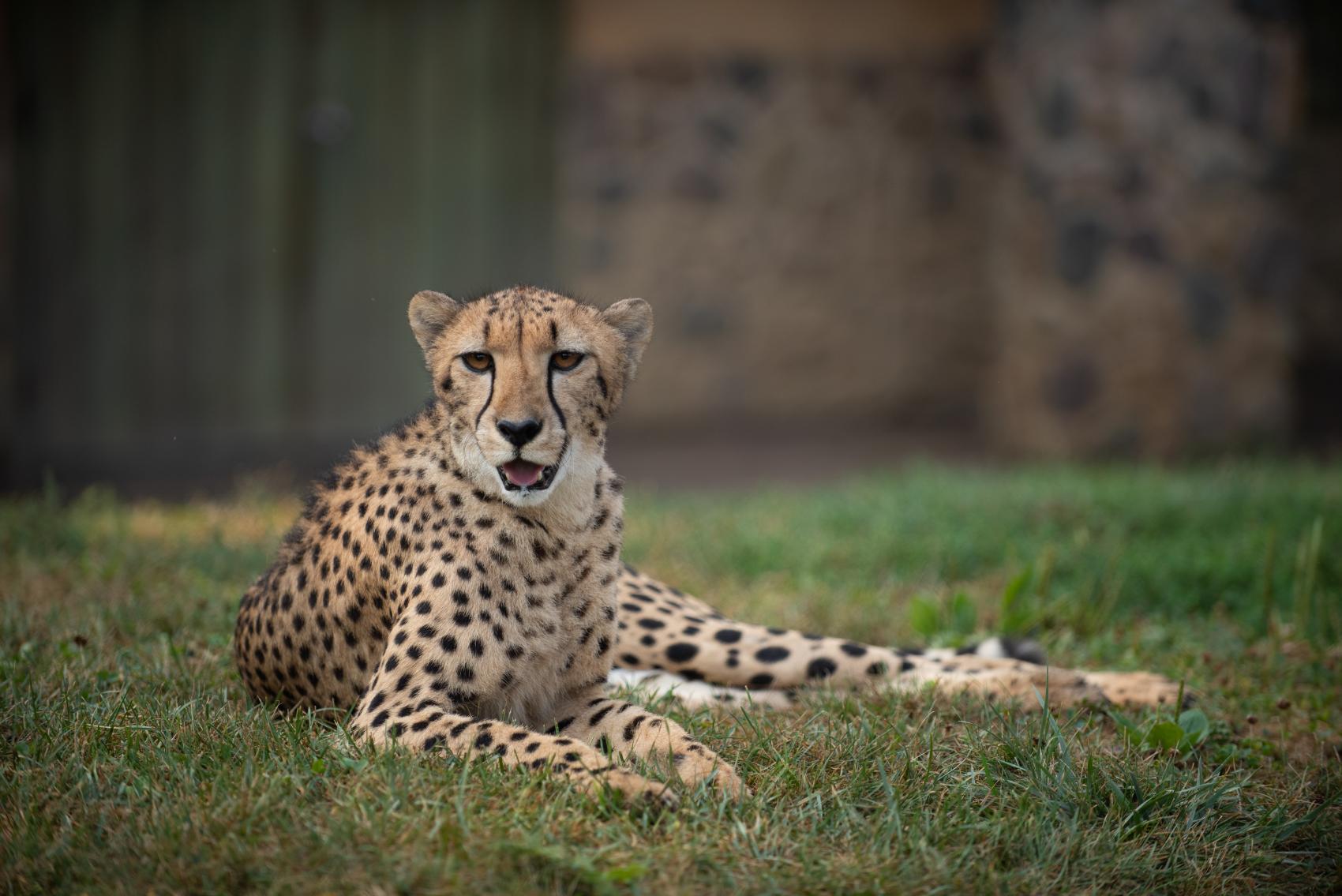 Cheetah Experience | Columbus Zoo and Aquarium